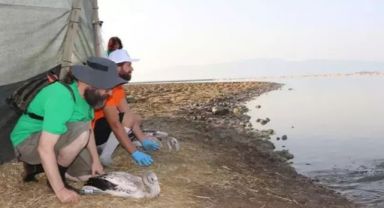 İzmir Kuş Cenneti’nde Binlerce Yavru Flamingo Halkalandı