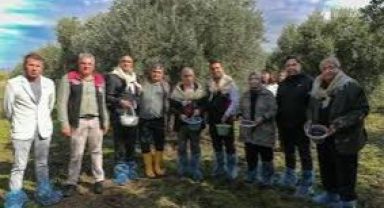 Aliağa'da Zeytin Hasat Şenliği