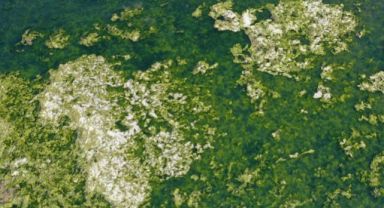 İzmir Körfezi'nde Koku Sorununa Neşter