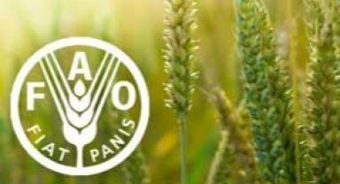 FAO'dan Türkiye'ye 8,1 Milyon Dolarlık Kaynak