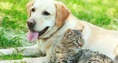 Danıştay Sokak Hayvanları Genelgesine