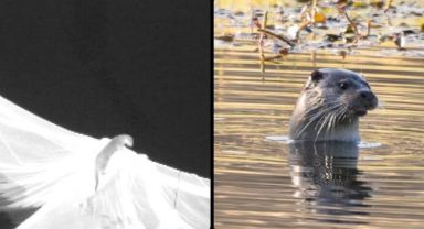 Elazığ'da Nesli Tehlike Altındaki Su Samuru Görüntülendi