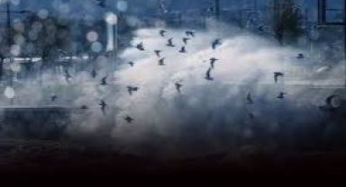 İstanbul’da Lodos Nedeniyle Bazı Vapur Seferleri İptal 