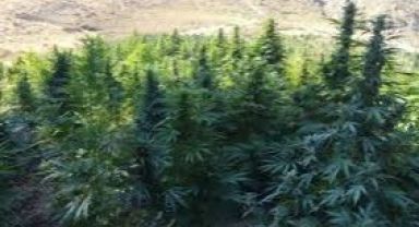 21 İlde Kenevir Üretimine İzin