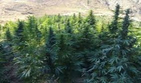 21 İlde Kenevir Üretimine İzin