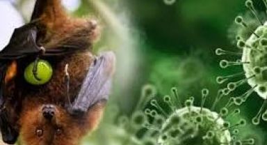 Hindistan'da Ölümcül Nipah Virüsü Alarmı