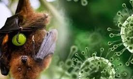 Hindistan'da Ölümcül Nipah Virüsü Alarmı