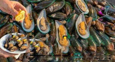 İzmir Körfezi'nde Toplanan Midyelerde Hepatit Virüsü Çıktı