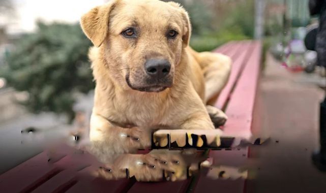 Üç İlçe Belediyelerinden Patili Dostlar İçin İşbirliği