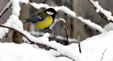 Kars ve Ardahan'da İlkbaharda Kar
