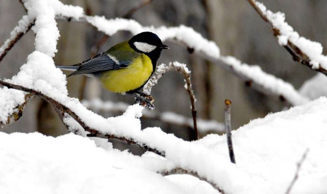 Kars ve Ardahan'da İlkbaharda Kar