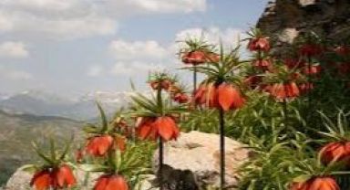 Ters Lale Koleksiyon Bahçesi Botanik Turizmine Hazırlanıyor