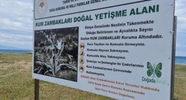 Kum Zambakları Ahşap Kafeslerle Koruma