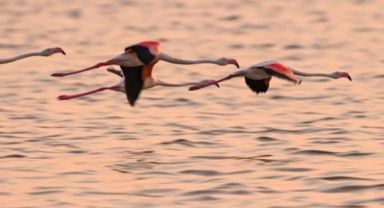 Gediz Deltası'ndaki Yapay Flamingo Adası Yavrularla Şenlendi
