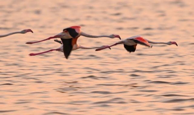 Gediz Deltası'ndaki Yapay Flamingo Adası Yavrularla Şenlendi
