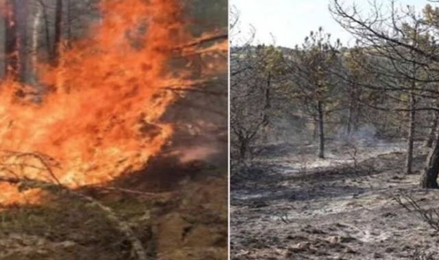 Torbalıda Orman YangınI